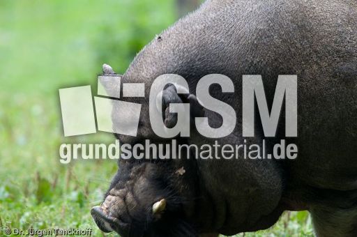 Hängebauchschwein (34 von 37).jpg